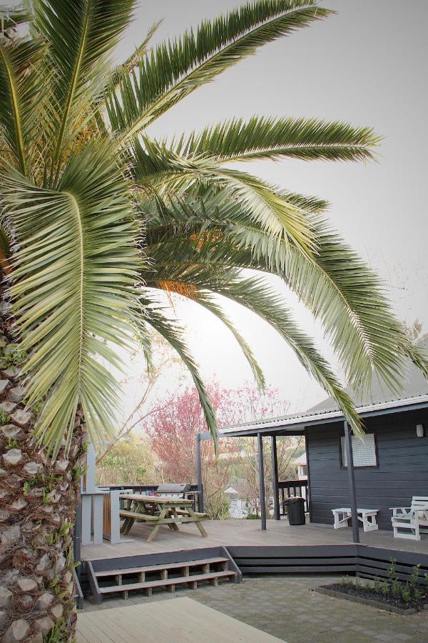 Hugo & Carters Backpackers & Motel Tauranga Eksteriør billede Phoenix canariensis